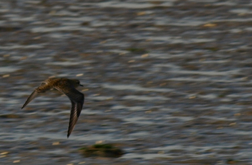 bird flying