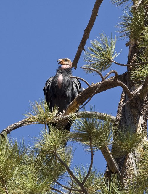 California Condor