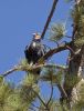 California Condor by Mark Heifner