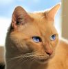 Cat Eye Blue II by Mike McMullen