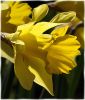 Daffodil Glory by Mike McMullen
