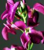 Hot Cakes Purple by Mike McMullen