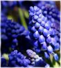 Hyacinth Spring by Mike McMullen