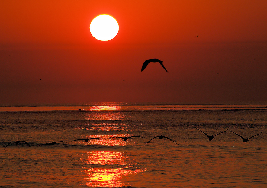 Pelican Sunrise
