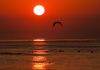 Pelican Sunrise