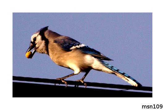 Hungry