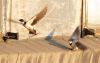 White Troated Swallows by Johannes Meintjes