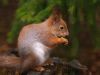 Squirrel in the spiring forrest by Steen Bartholin Nielsen