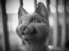 Cat by James Parker