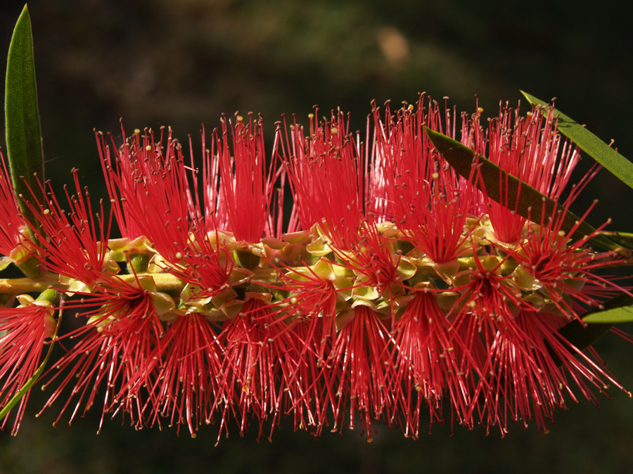 Australian Bottlebrush