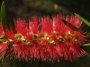 Australian Bottlebrush