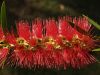 Australian Bottlebrush by Val Bridge