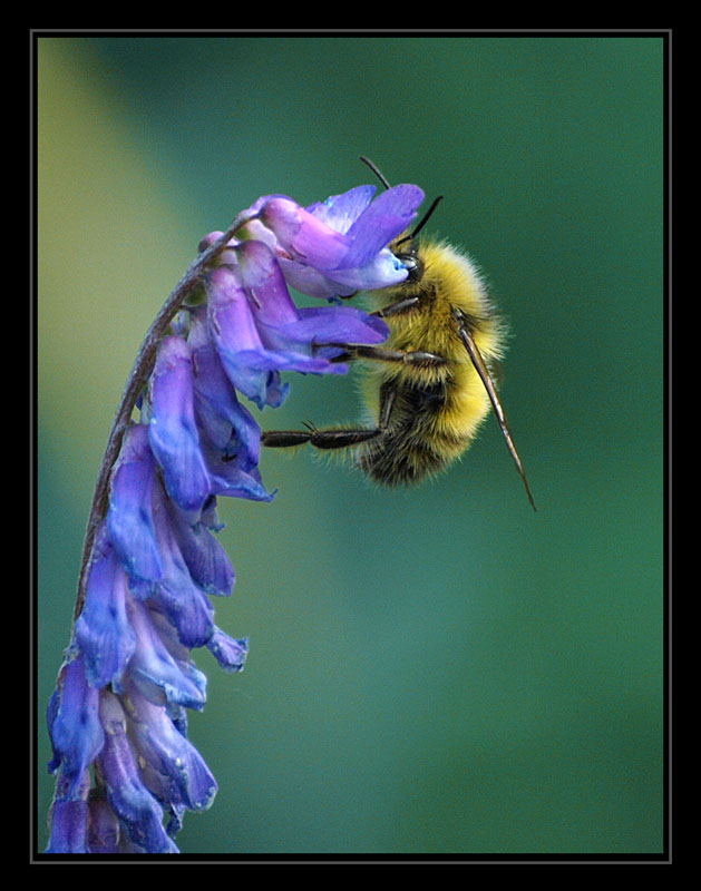 Working Bee