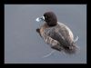 Wee brown duck