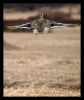 3, 2, 1....Duck launch