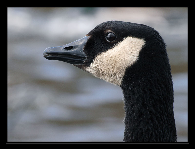 Goose left
