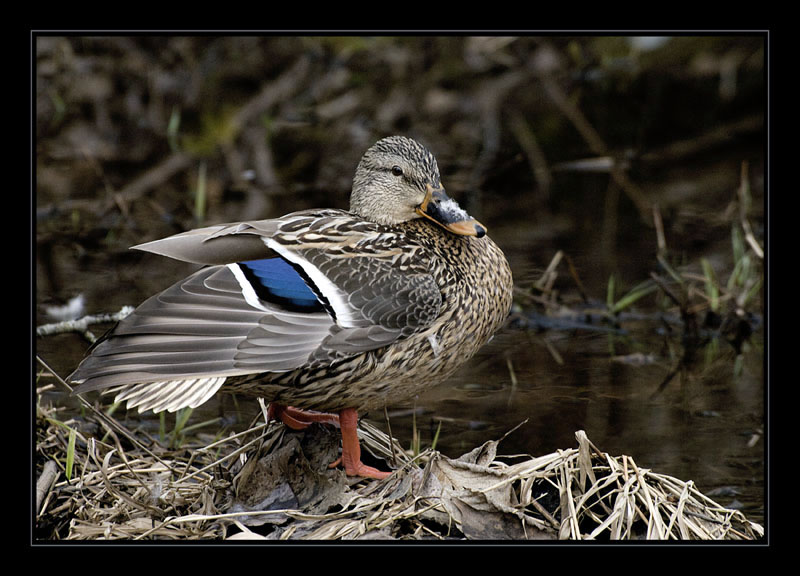 Mallard in the woods
