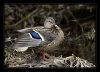 Mallard in the woods