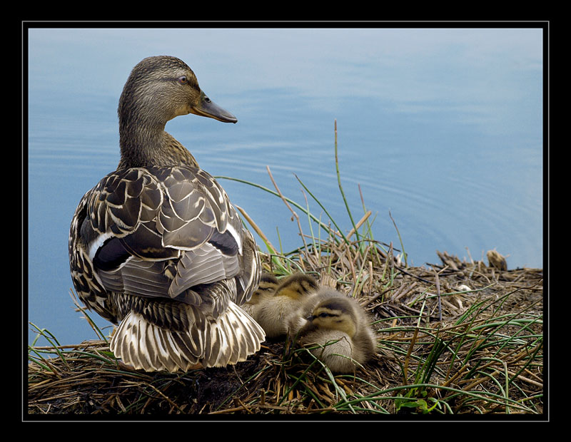 A happy mother