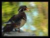 Wood Duck