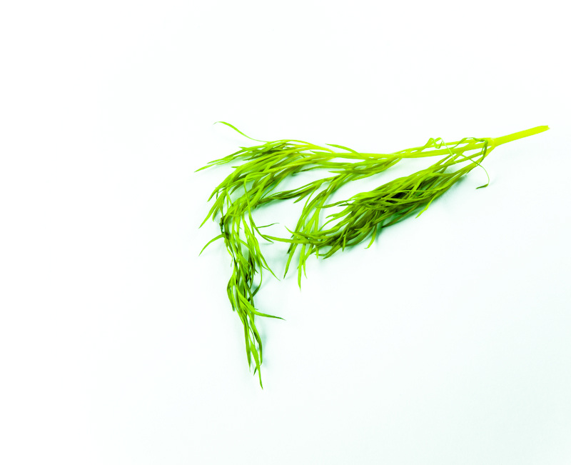 Grass