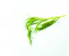 Grass