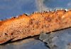 rust macro by Robert Fox