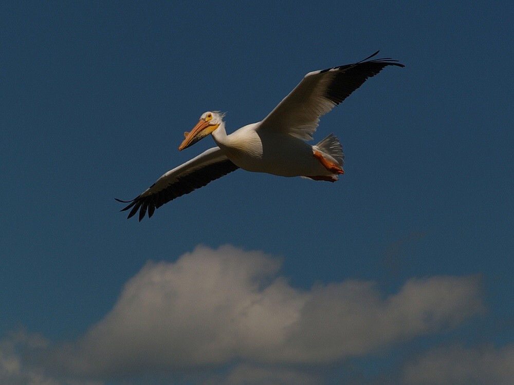 Flying high