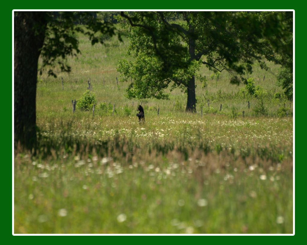 Black Bear on the look out