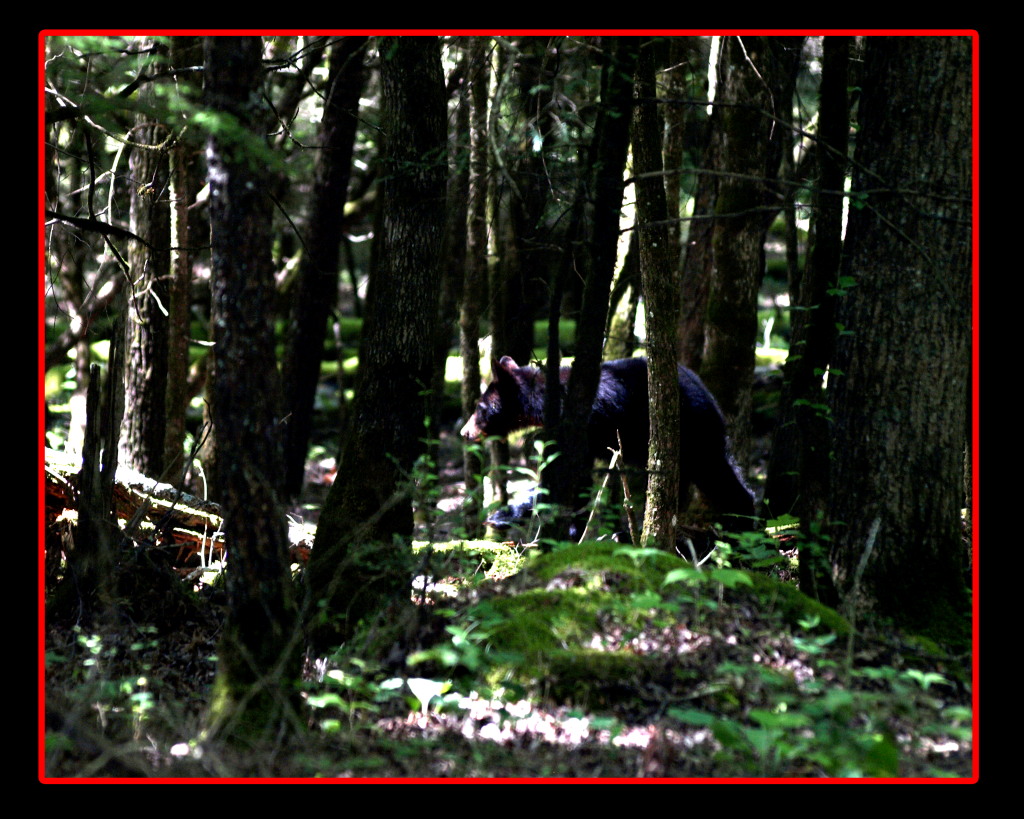 Black Bear in the Woods