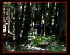 Black Bear in the Woods by David Luna