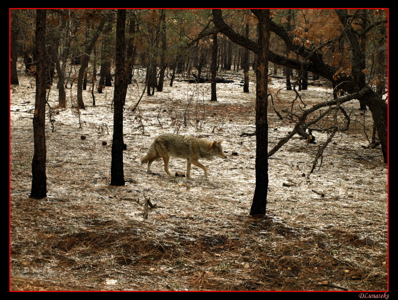 Coyote