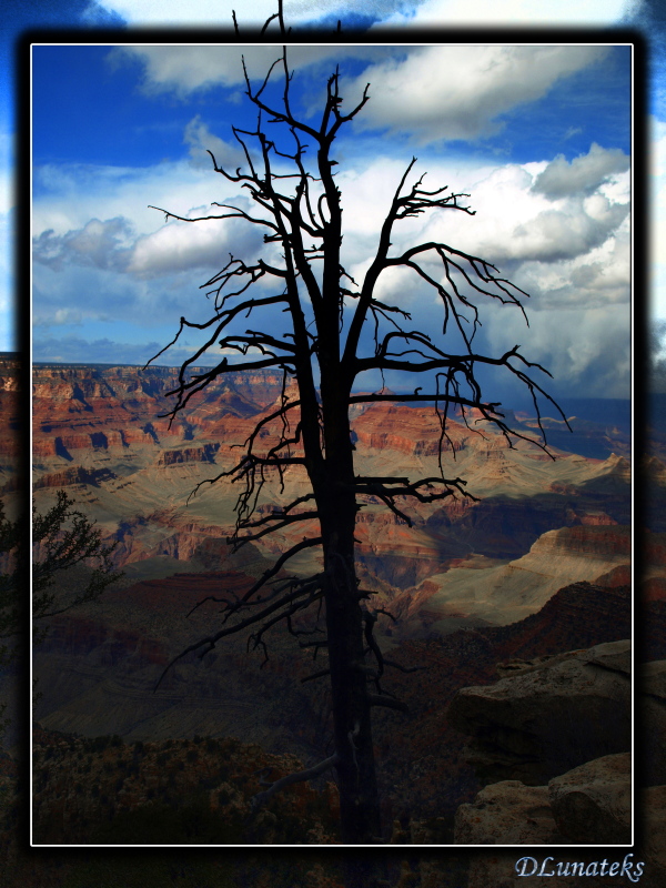 Tree inthe canyon