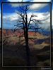 Tree inthe canyon