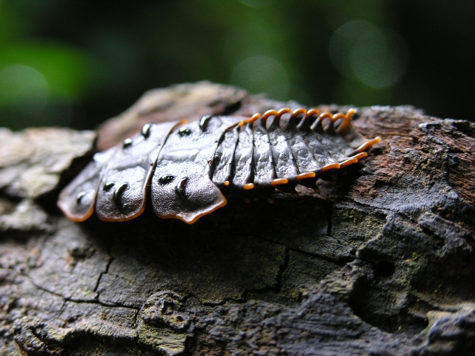 Insect Tioman