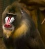 Mandrill by Brian Roberts