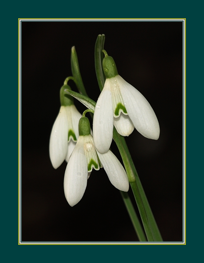 snowdrop