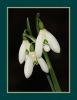 snowdrop