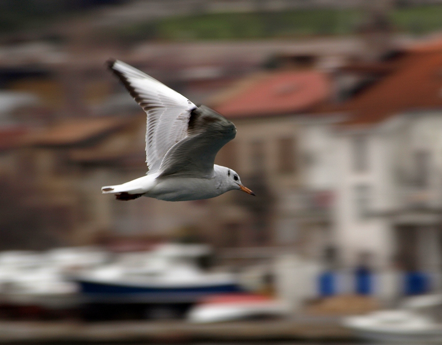 speed