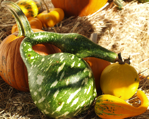 Fall Veggies