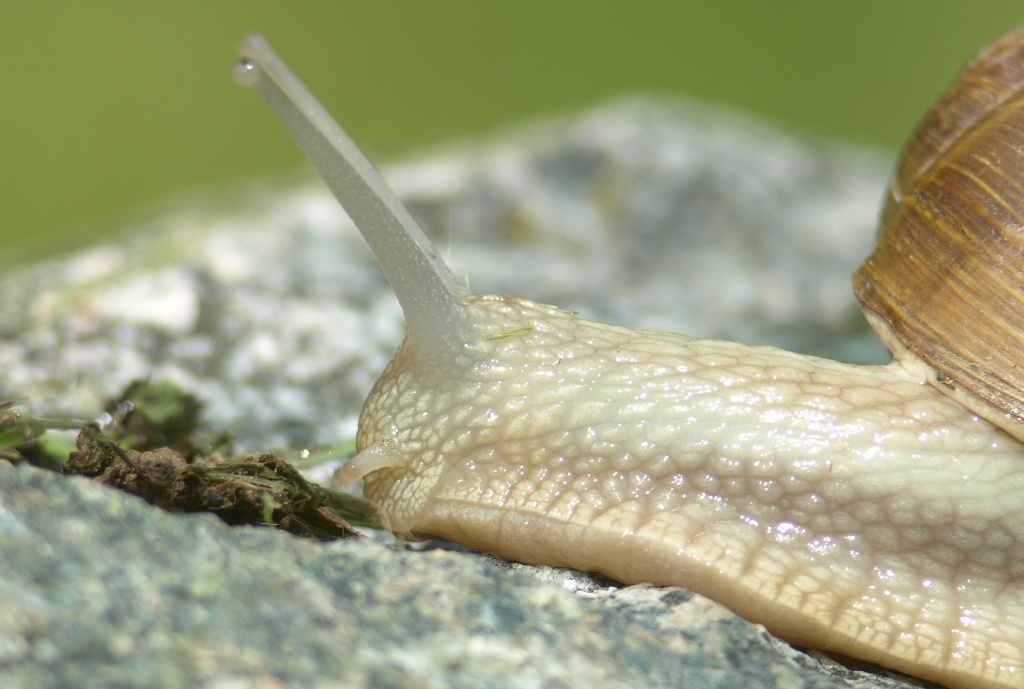 Snail