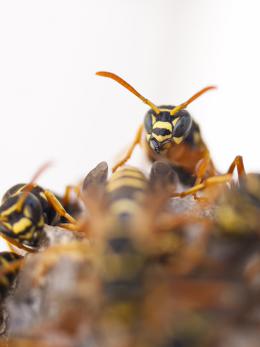 Paper Wasps