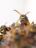 Paper Wasps