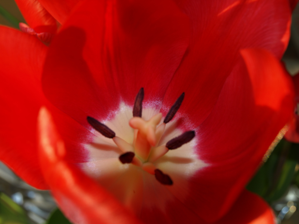 Tulip 2