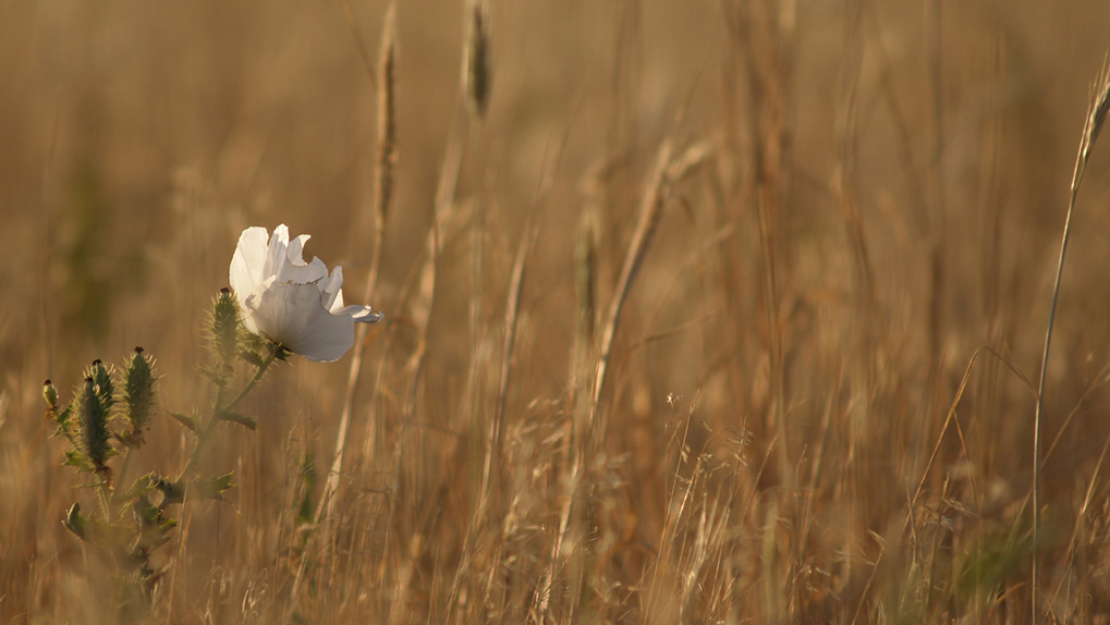 simple beauty