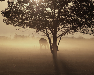 Morning mist