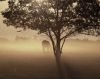 Morning mist