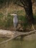 heron by nick pena