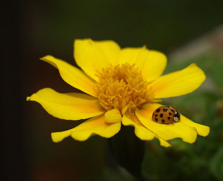 lady bug