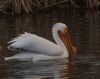 pelican